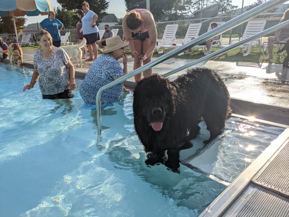 Benwood Pool Goes to the Dogs